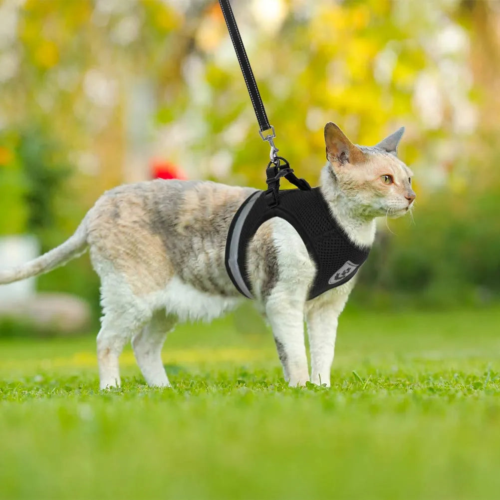 CAT CHEST COLLARCAT CHEST COLLAR